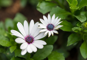 white daisy flowers