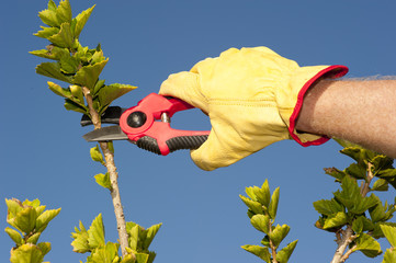 Garden work pruning hedge sky background