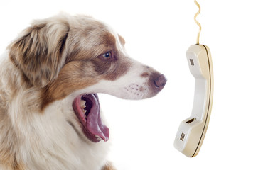 Sticker - australian shepherd and phone