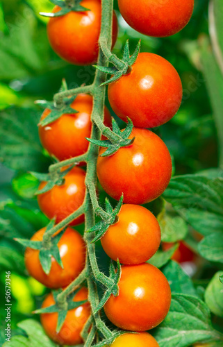 Tapeta ścienna Świeże i organiczne pomidory w ogrodzie