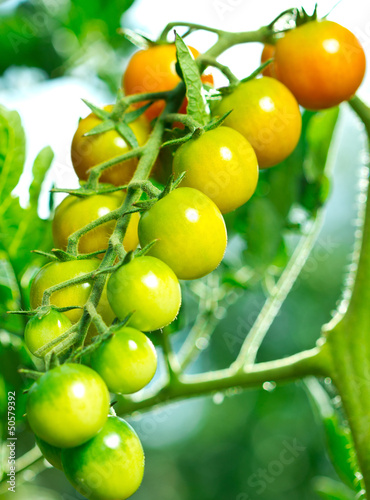 Tapeta ścienna Świeże i organiczne pomidory w ogrodzie