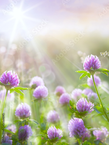Fototapeta na wymiar Art spring natural background, wild clover flowers