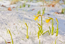 Daffodil Blooming Through The Snow