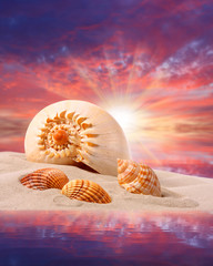 Wall Mural - The sea shells on the beach.