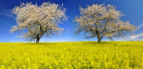 Wall Mural - blooming cherry trees in rapeseed field
