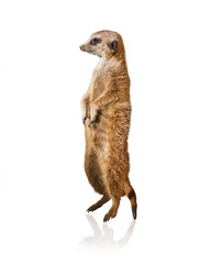 Fototapete - Portrait Of Meerkat
