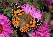Close Up Of Painted Lady Butterfly On Chrysanthemum