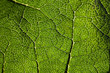 Leaf Veins Close Up