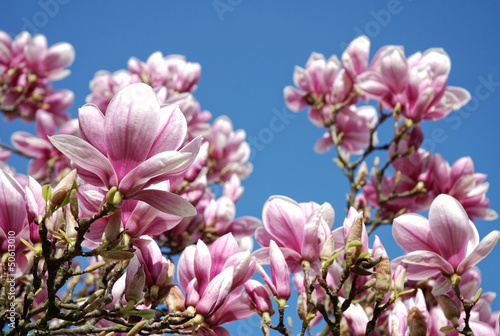Board z aluminiowym obramowaniem Szczegóły magnolii