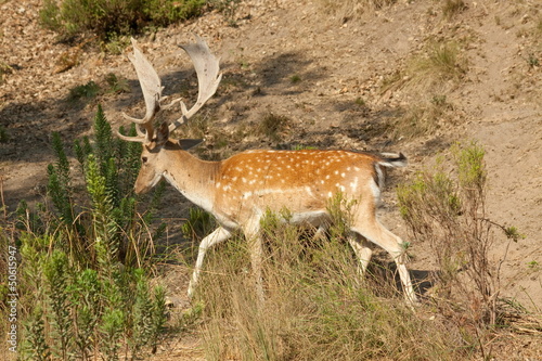 Naklejka samoprzylepna Daniele (cervus dama)