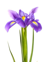 Wall Mural - Purple iris flower, isolated on white