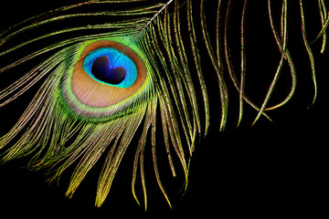 Peacock feather isolated on black background