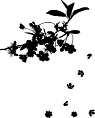 Wall Mural - cherry tree branch silhouette with falling flowers