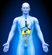 Medical Imaging - Male Organs - Kidneys