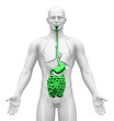 Medical Imaging - Male Organs - Guts