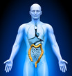 Medical Imaging - Male Organs - Colon