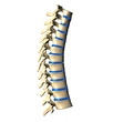 Thoracic Spine - Lateral view / Side view