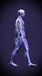 Walking man - anatomy skeleton study concept