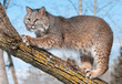 Bobcat (Lynx rufus) in Tree Clawing Branch