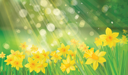 Wall Mural - vector of daffodil flowers on spring background.