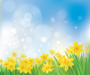 Wall Mural - vector of daffodil flowers on spring background.