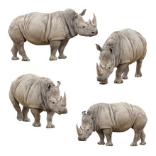 Set Of Rhinoceros Isolated On A White Background