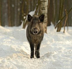 Sticker - Wild boar in winter