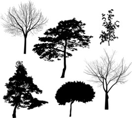 Wall Mural - six black tree silhouettes isolated on white