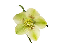 Green Hellebore Flower
