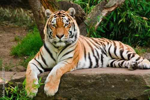 Tapeta ścienna Tygrys sybiryczny (panthera tigris altaica)