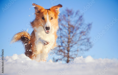 Obraz na płótnie canvas Pies border collie grający w zimie