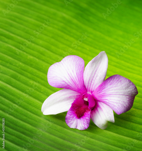Tapeta ścienna Kwiat orchidei leży na zielonym liściu