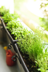 Canvas Print - Balcony herb garden