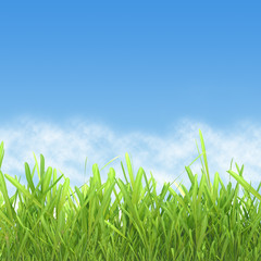 Wall Mural - green grass on a background of sky and clouds