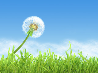 Wall Mural - dandelion on blue sky background