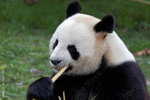 Board z aluminiowym obramowaniem Gigantyczna panda - zooparc de beauval (Francja)