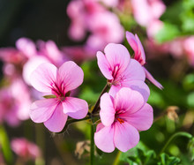 Pink Flowering Pelargonium