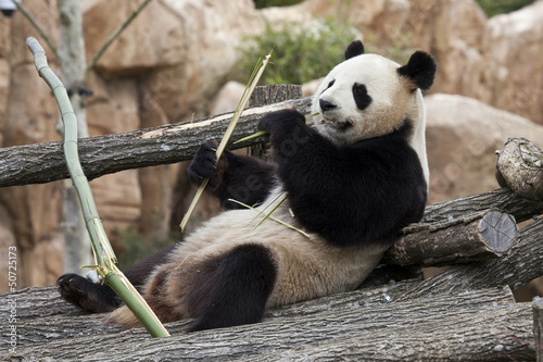 Board z aluminiowym obramowaniem Gigantyczna panda - zooparc de beauval (Francja)