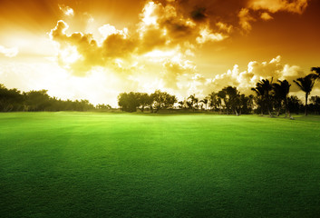 Sticker - trees on the field of grass and sunset