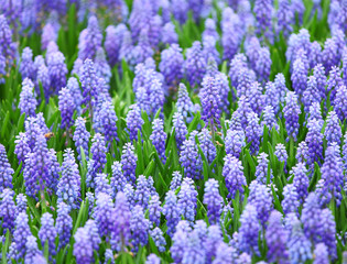 Sticker - flower, muscari botryoides