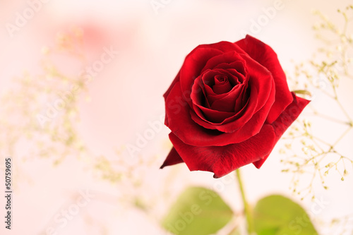 Naklejka na meble Single Red Rose