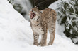 Eurasischer Luchs, Eurasian lynx, Lynx lynx