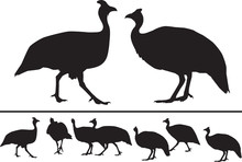 Vector Silhouette Of Guinea Fowls In Different Positions