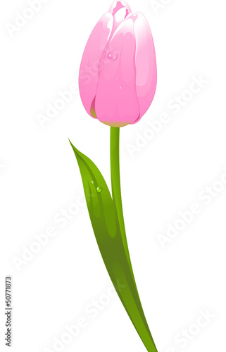 Naklejka na drzwi Tulip