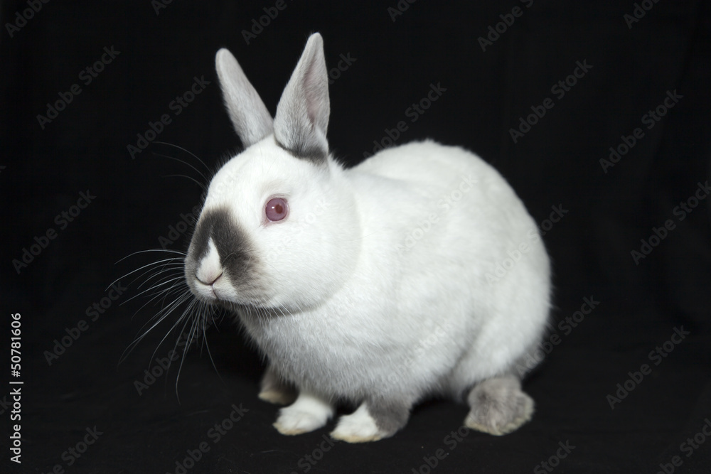 biały królik - obrazy, fototapety, plakaty 