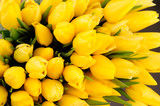 Fototapeta Tulipany - bunch of gorgeous Yellow Tulips