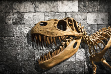 Tyrannosaurus Rex Skeleton In Stone Wall Background