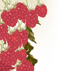 Poster - Beautiful vector background with realistic pink  raspberry