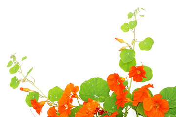 Blooming nasturtium in the garden