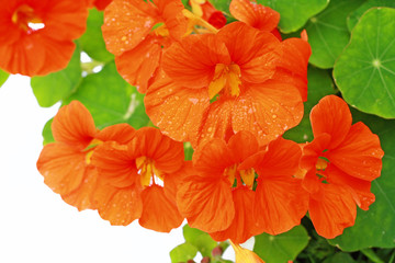 Poster - Blooming nasturtium in the garden